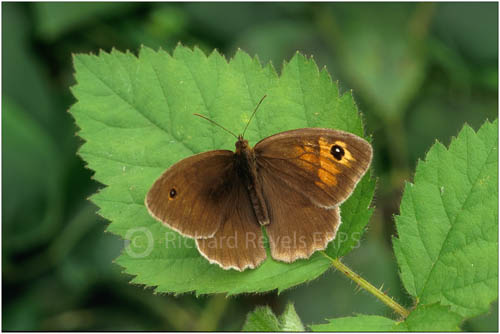 Maniola jurtina (gynandromorph, live) (Internet Image property of respective owner, non-commercial use only)
